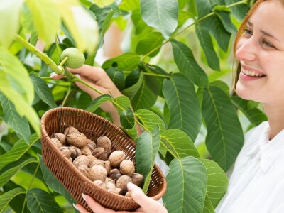 Globalna poljoprivreda