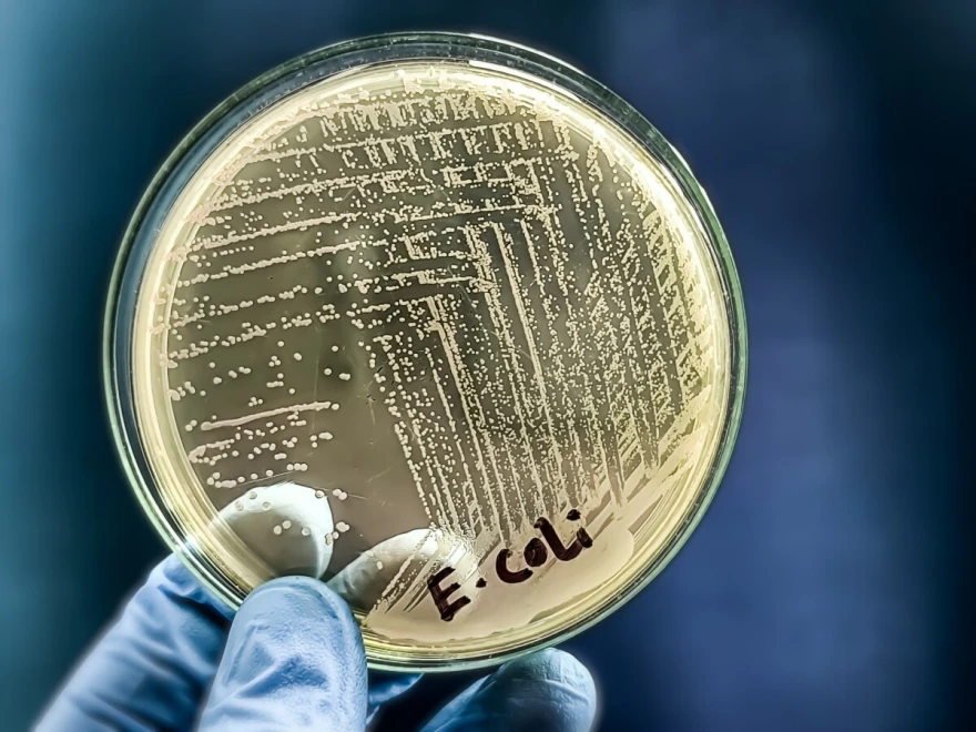 E. coli