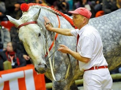 Sia Pariz 2014. Sia Pariz 2014.