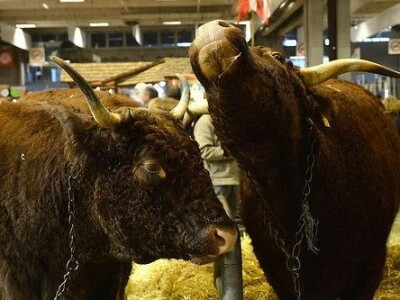 Sia Pariz 2014. Sia Pariz 2014.