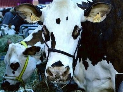 Sia Pariz 2014. Sia Pariz 2014.