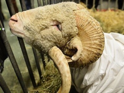 Sia Pariz 2014. Sia Pariz 2014.