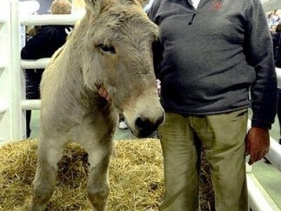 Sia Pariz 2014. Sia Pariz 2014.