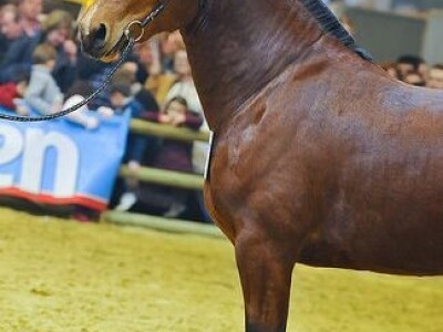 Sia Pariz 2014. Sia Pariz 2014.