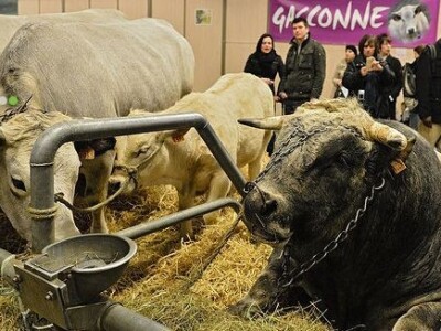 Sia Pariz 2014. Sia Pariz 2014.