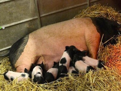 Sia Pariz 2014. Sia Pariz 2014.