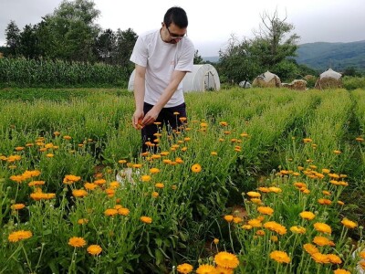 Sigurna cena za sigurnu proizvodnju lekovitog bilja
