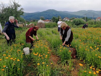 Sigurna cena za sigurnu proizvodnju lekovitog bilja