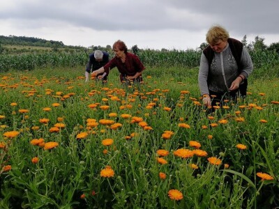 Sigurna cena za sigurnu proizvodnju lekovitog bilja