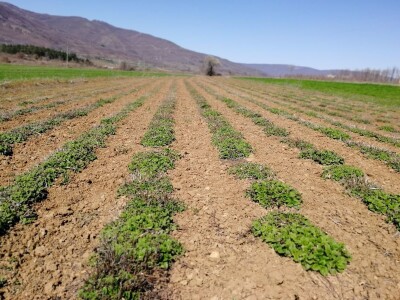 Sigurna cena za sigurnu proizvodnju lekovitog bilja
