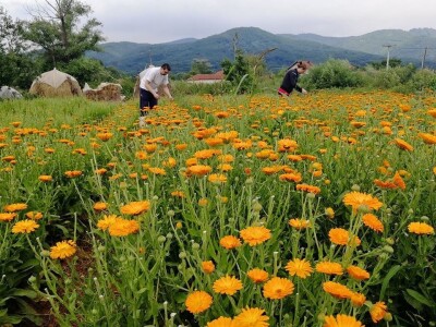 Sigurna cena za sigurnu proizvodnju lekovitog bilja