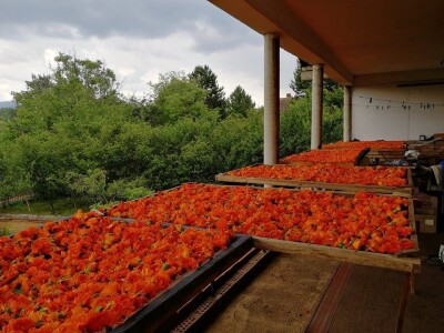 Sigurna cena za sigurnu proizvodnju lekovitog bilja