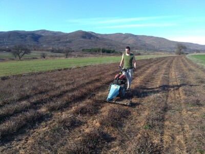 Sigurna cena za sigurnu proizvodnju lekovitog bilja