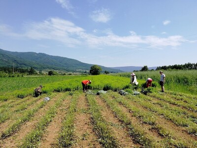 Sigurna cena za sigurnu proizvodnju lekovitog bilja