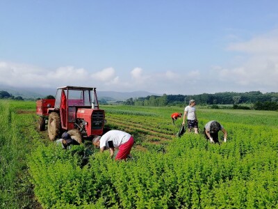 Sigurna cena za sigurnu proizvodnju lekovitog bilja