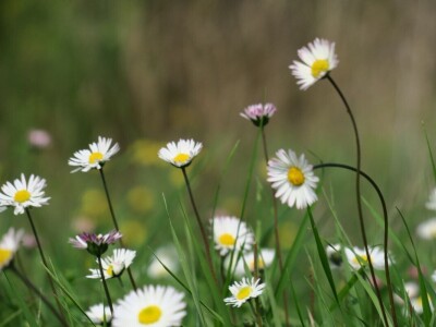 Šijanska šuma Pula