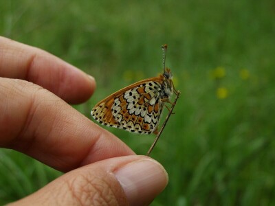 Šijanska šuma Pula