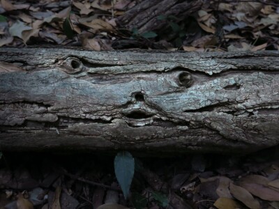 Šijanska šuma Pula