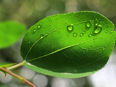 Šijanska šuma Pula