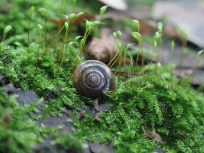 Šijanska šuma Pula