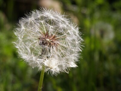 Šijanska šuma Pula