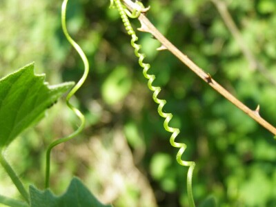 Šijanska šuma Pula