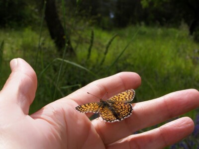 Šijanska šuma Pula