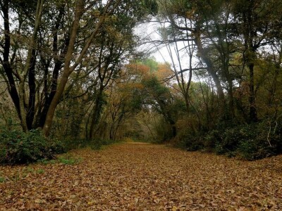 Šijanska šuma Pula