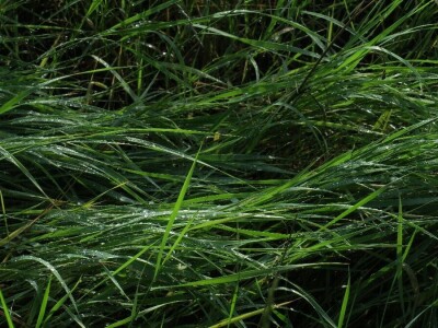 Šijanska šuma Pula