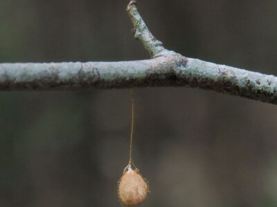 Šijanska šuma Pula