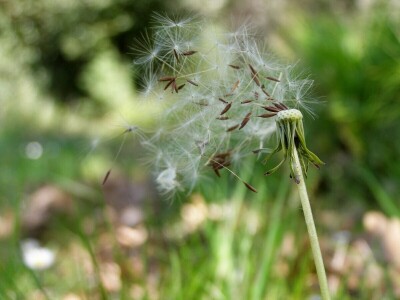 Šijanska šuma Pula