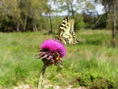 Šijanska šuma Pula