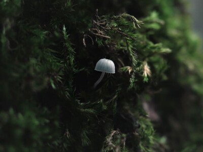 Šijanska šuma Pula