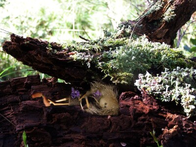 Šijanska šuma Pula