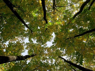 Šijanska šuma Pula