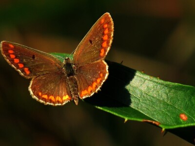 Šijanska šuma Pula