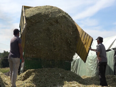 Silaža i berba kukuruza