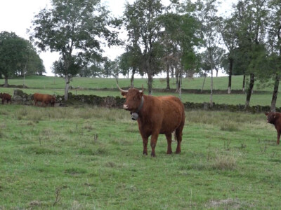 Silaža i berba kukuruza