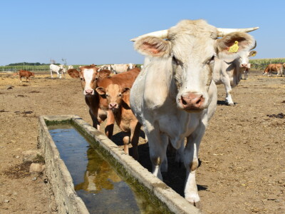 Silosi za  žitarice - Alen Beno Vardarac