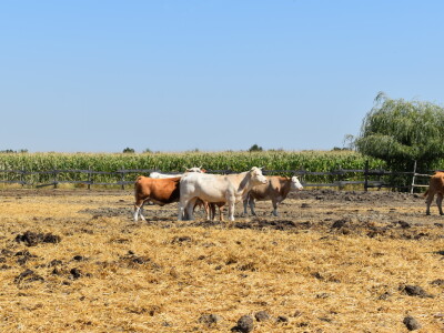 Silosi za  žitarice - Alen Beno Vardarac