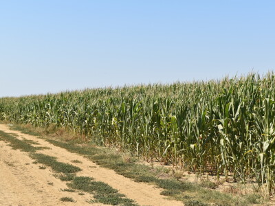 Silosi za  žitarice - Alen Beno Vardarac