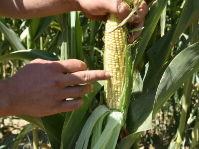 Silosi za  žitarice - Alen Beno Vardarac