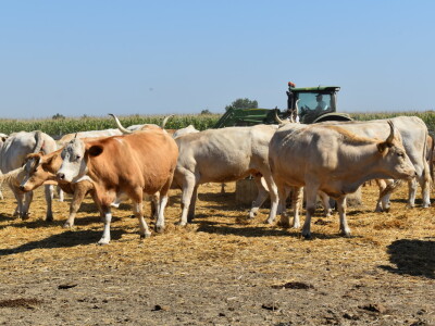 Silosi za  žitarice - Alen Beno Vardarac