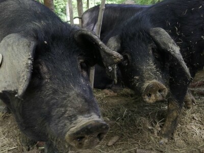 Silvija Mekota uzgaja škotsko visinsko govedo i crne slavonske svinje Silvija Mekota uzgaja škotsko visinsko govedo i crne slavonske svinje