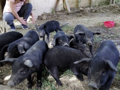 Silvija Mekota uzgaja škotsko visinsko govedo i crne slavonske svinje Silvija Mekota uzgaja škotsko visinsko govedo i crne slavonske svinje