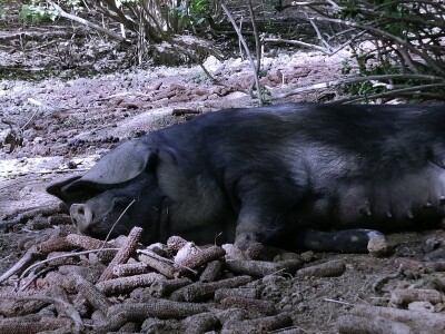 Silvija Mekota uzgaja škotsko visinsko govedo i crne slavonske svinje Silvija Mekota uzgaja škotsko visinsko govedo i crne slavonske svinje