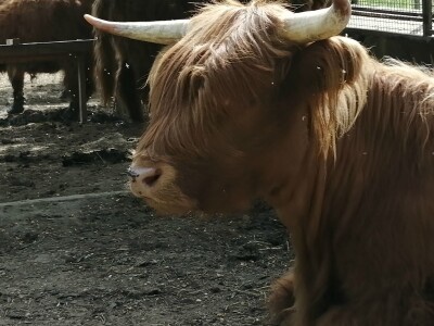 Silvija Mekota uzgaja škotsko visinsko govedo i crne slavonske svinje Silvija Mekota uzgaja škotsko visinsko govedo i crne slavonske svinje