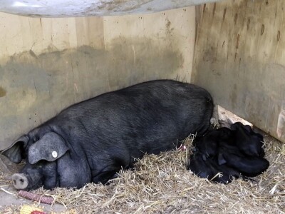 Silvija Mekota uzgaja škotsko visinsko govedo i crne slavonske svinje Silvija Mekota uzgaja škotsko visinsko govedo i crne slavonske svinje