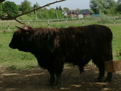 Silvija Mekota uzgaja škotsko visinsko govedo i crne slavonske svinje