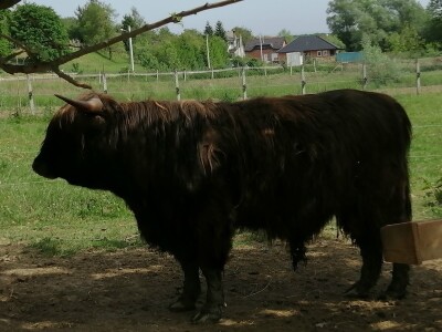Silvija Mekota uzgaja škotsko visinsko govedo i crne slavonske svinje Silvija Mekota uzgaja škotsko visinsko govedo i crne slavonske svinje
